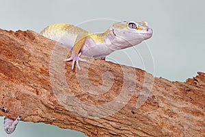 A leopard gecko is posing in a distinctive style.