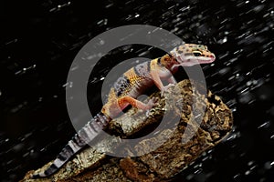 Leopard gecko rain in black background