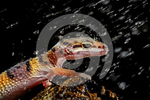 Leopard gecko rain in black background