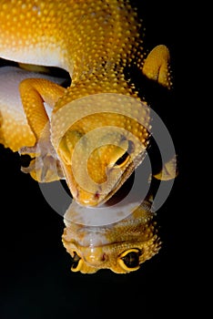 Leopard Gecko Reflection