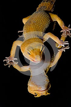 Leopard Gecko Reflections