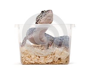 Leopard gecko, reptile, in a plastic box ready for transport