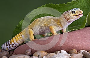 Leopard gecko on rock