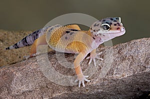 Leopard Gecko on rock photo