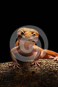 Leopard Gecko on Smiley