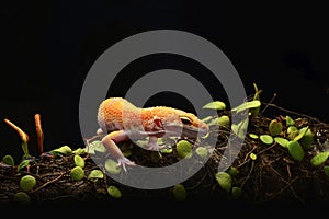 Leopard Gecko on Smiley