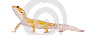Leopard gecko standing, isolated