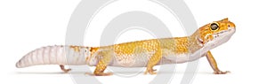 Leopard gecko standing, isolated