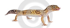 Leopard Gecko standing up
