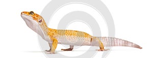 Leopard gecko standing,