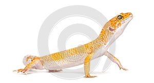 Leopard gecko standing,
