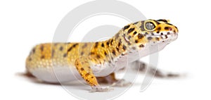 Leopard gecko standing,