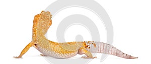 Leopard gecko standing,