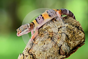 Leopard Gecko on twigs with black background