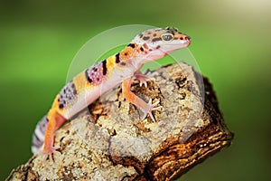 Leopard Gecko on twigs with black background