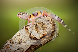 Leopard Gecko on twigs with black background