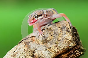 Leopard Gecko on twigs intropical garden