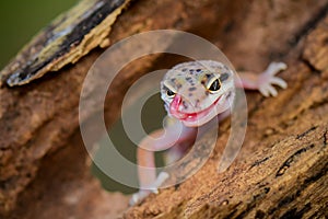 Leopard Gecko on twigs intropical garden