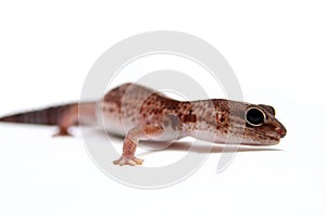 Leopard gecko on white