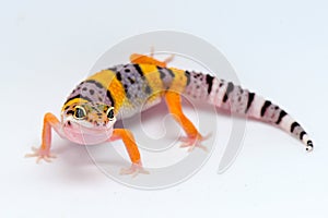 Leopard gecko on white background