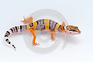 Leopard gecko on white background