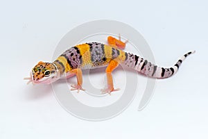 Leopard gecko on white background