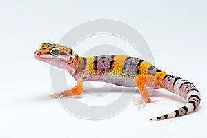 Leopard gecko on white background