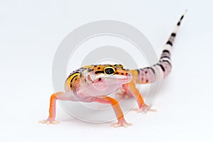 Leopard gecko on white background