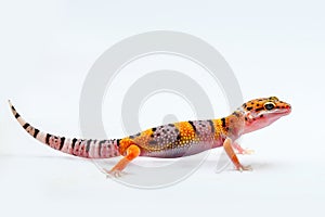 Leopard gecko on white background