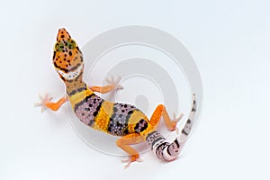 Leopard gecko on white background