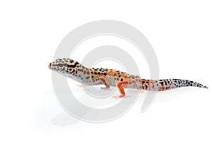 Leopard Gecko on white background