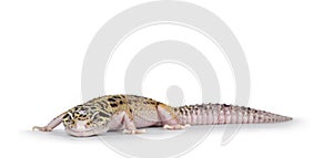 Leopard Gecko on white background