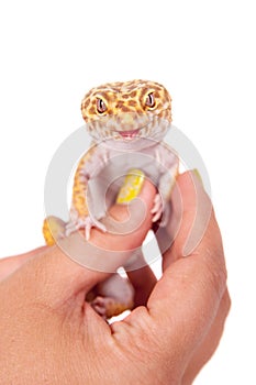 Leopard Gecko on a white background