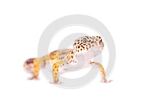 Leopard Gecko on a white background