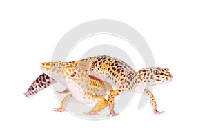 Leopard Gecko on a white background