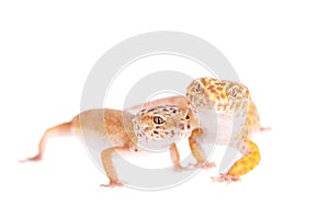 Leopard Gecko on a white background