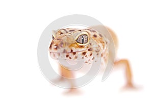 Leopard Gecko on a white background