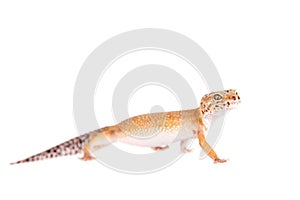 Leopard Gecko on a white background