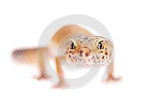 Leopard Gecko on a white background