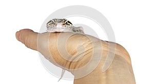 Leopard Gecko on white background