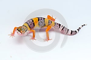 Leopard gecko on white background