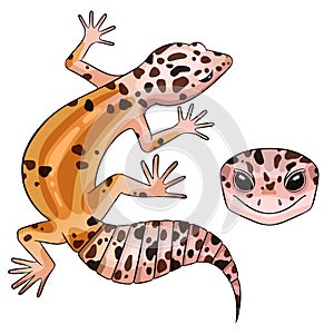 Leopard gecko White and yellow