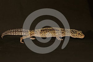 A leopard geckois posing in a distinctive style.