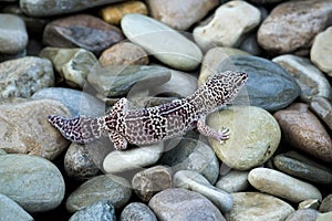 Leopard geckos Eublepharis macularius on stones