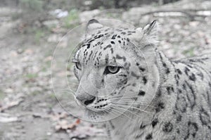 Leopard ghepard white fur