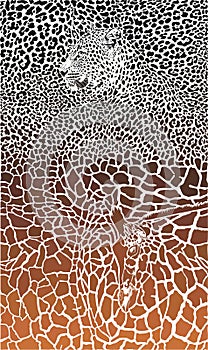 Leopard and Giraffe black and braun background photo