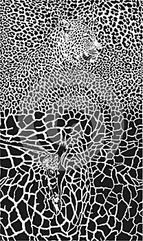Leopard and Giraffe black and white background
