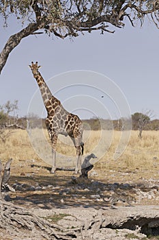 Leopard and Giraffe in Etosha National Park, Namibia