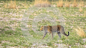 Leopard going out on a hunt in Botswana, Africa