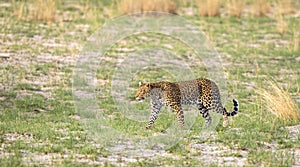 Leopard going out on a hunt in Botswana, Africa